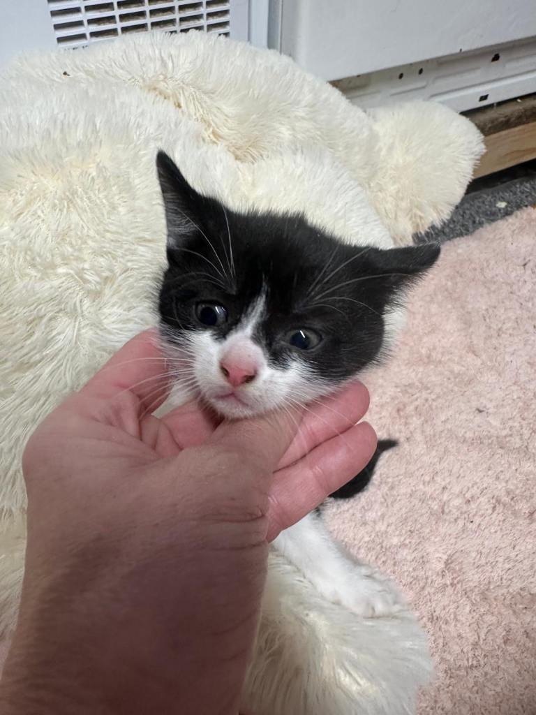 kittens