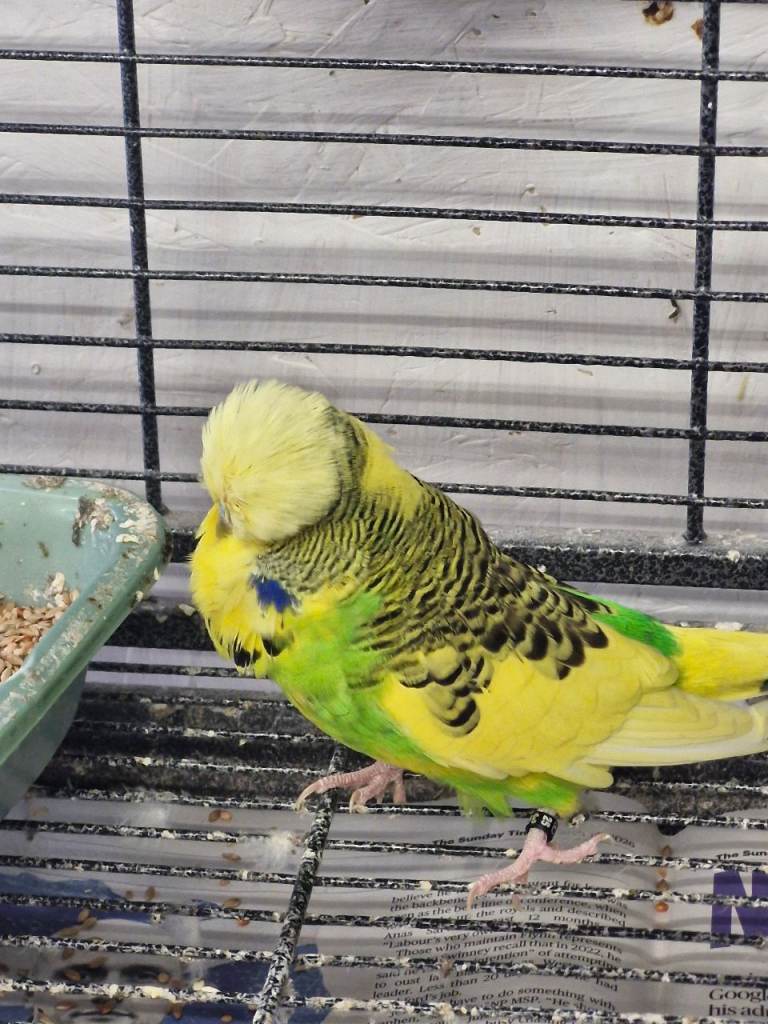 Exposition Budgies 