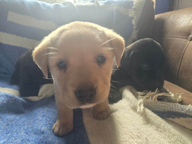 Kc registered labrador retriever