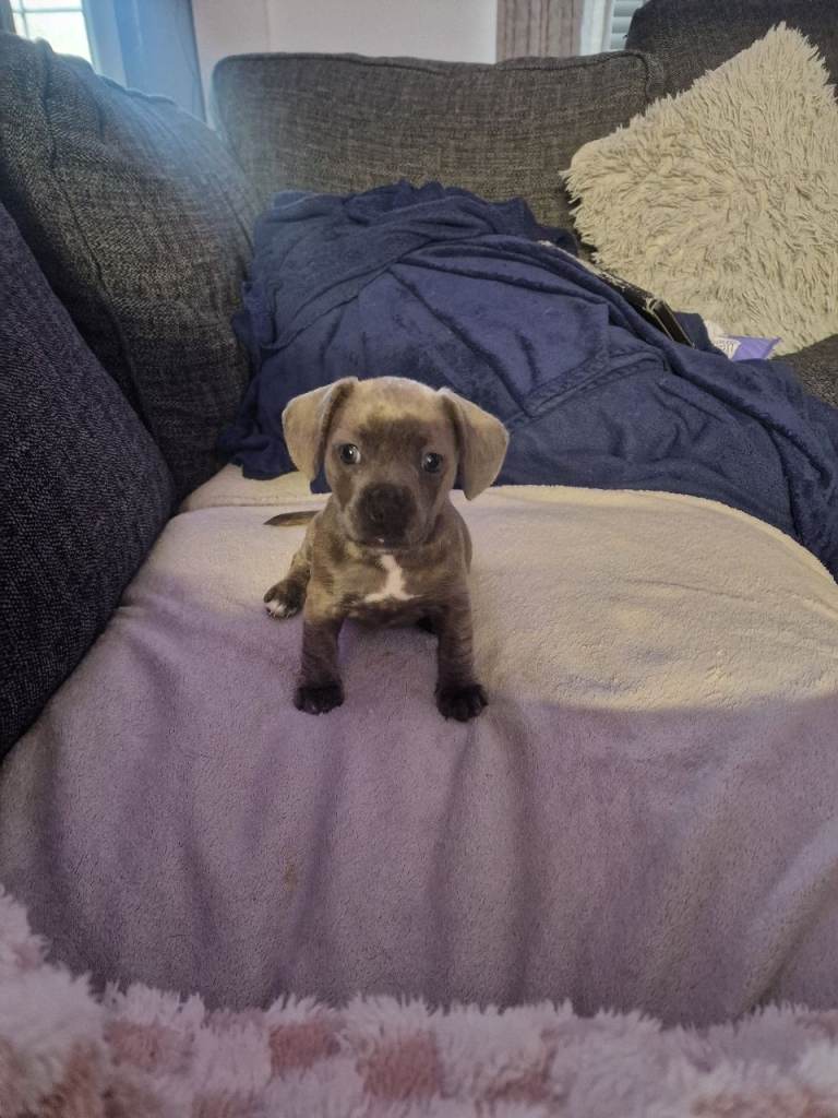 Frenchie/dachshund open to offers.