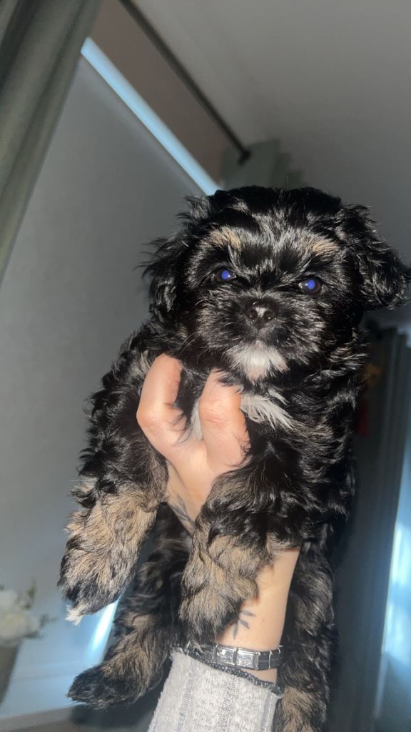 Maltese x Yorkshire Terrier (Morkie) 