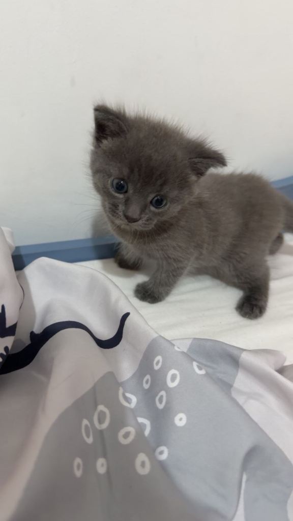 Grey kitten for sale 