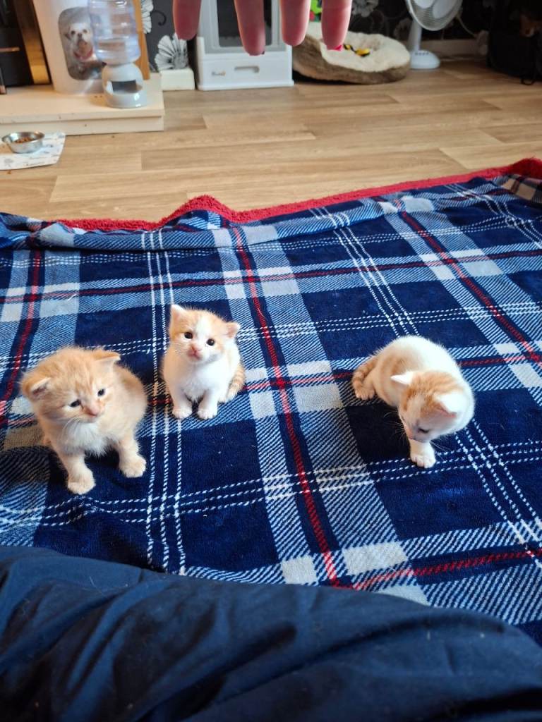 Kittens
