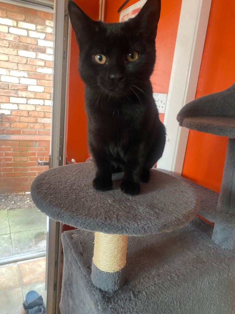 4 month old black female kitten 