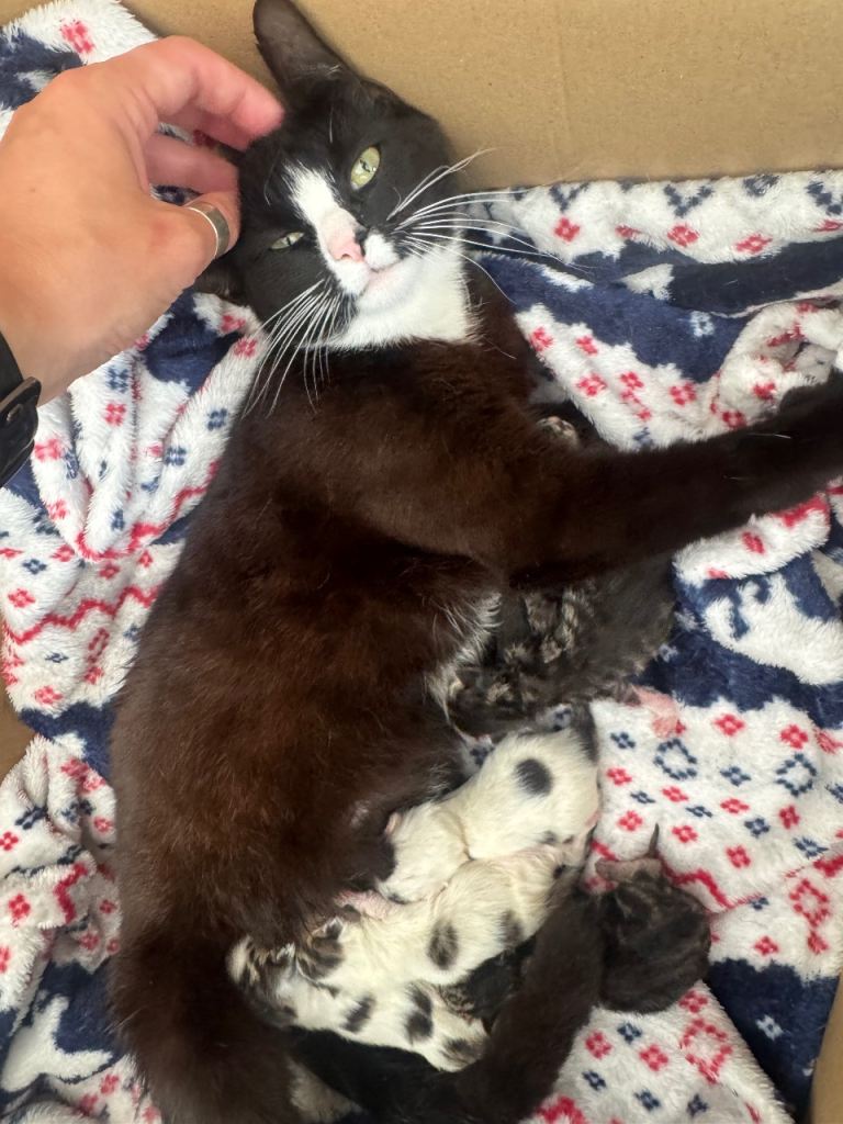 Kitten 