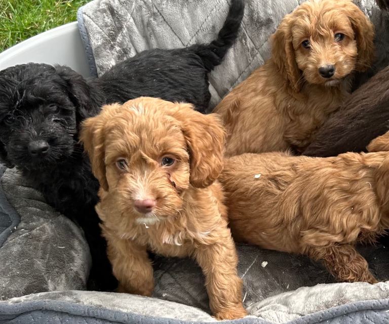 Cockapoo pups