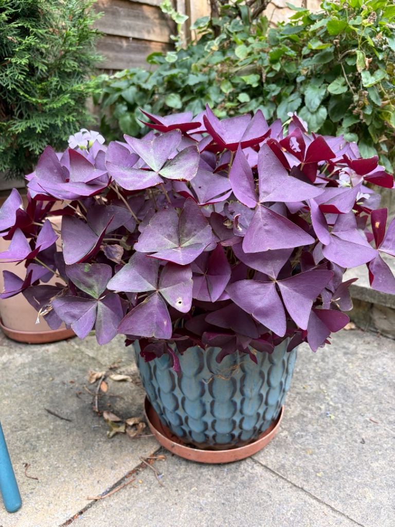 Vibrant Purple Oxalis Plant in Decorative Ceramic Pot