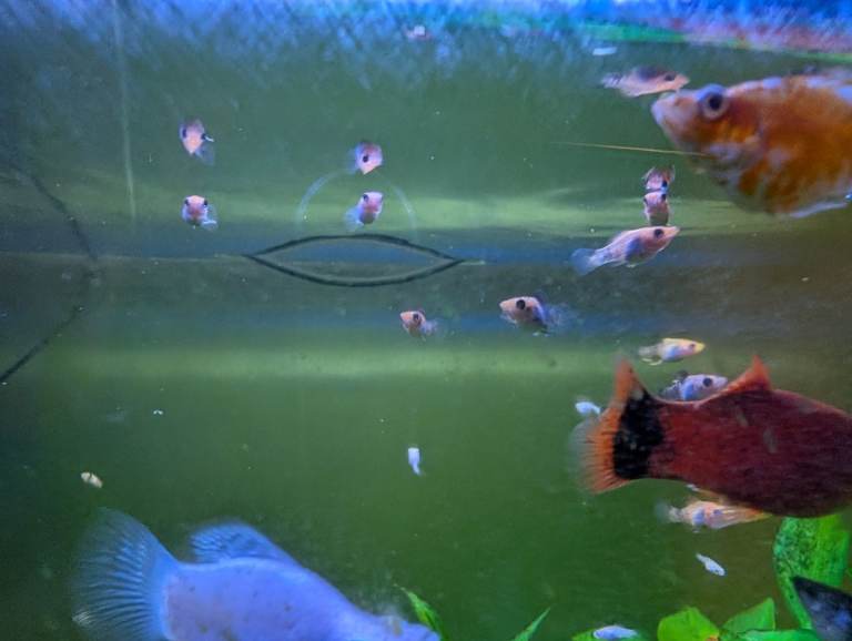 Fish