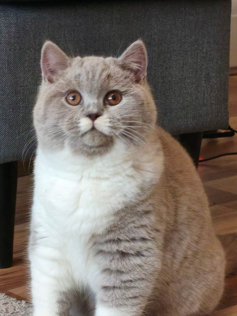 British shorthair