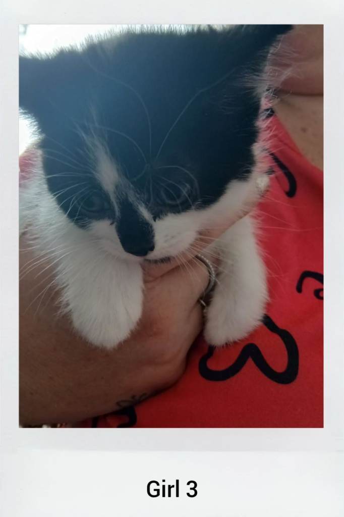 Adorable Kittens Looking for Their Forever Homes