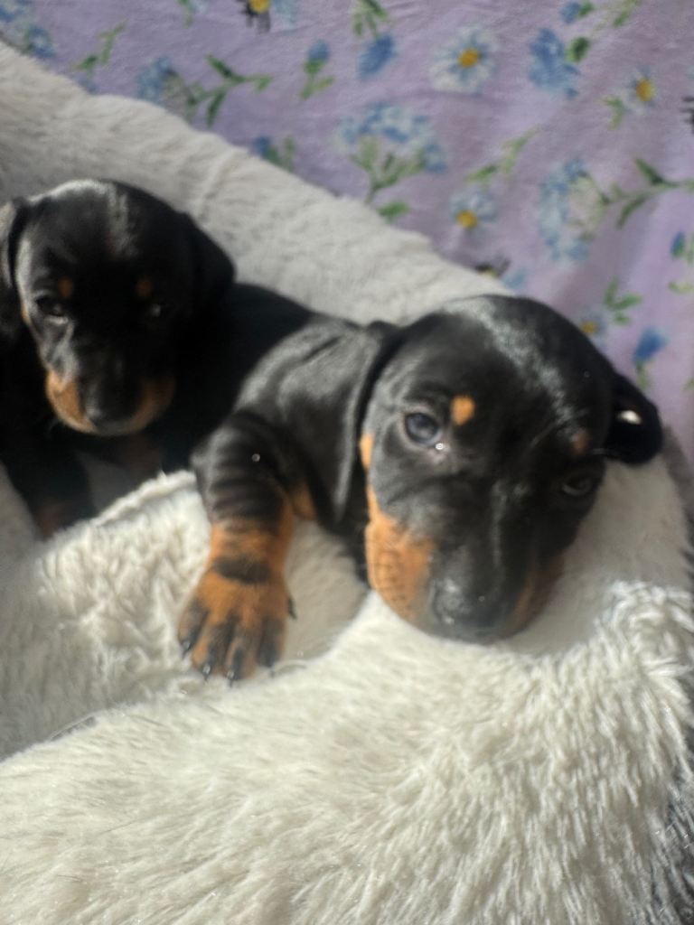 5 beautiful dachshund puppies 