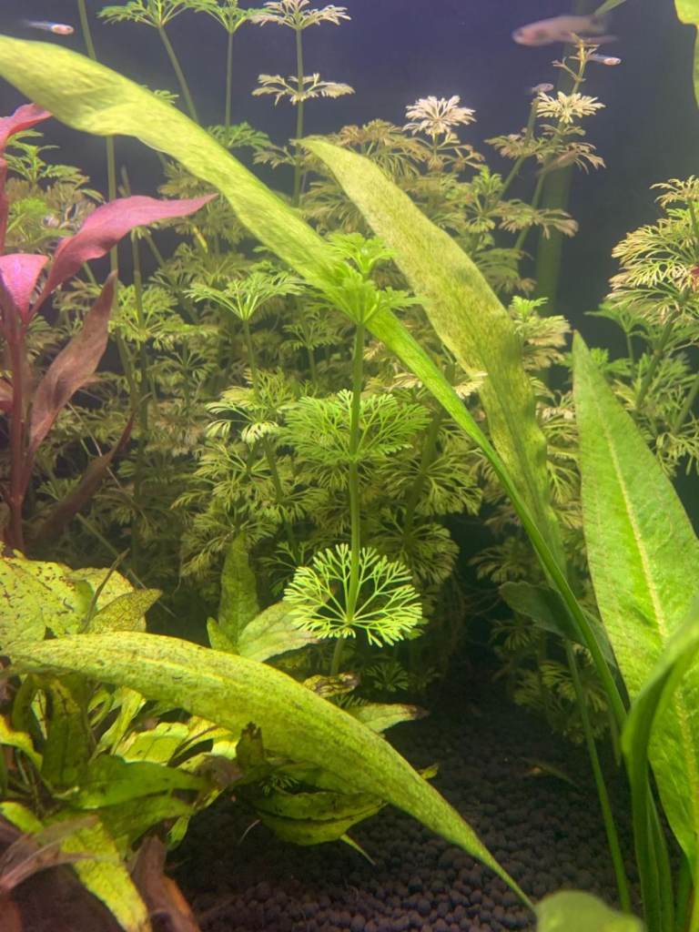 image for Limnophila Sessiliflora Aquarium plant for £2