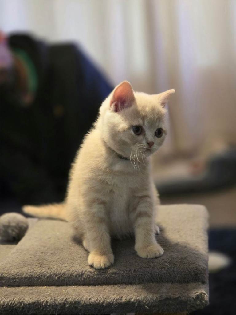 British shorthair kittens 