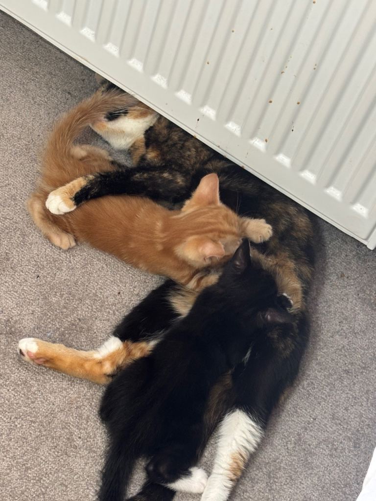 Calico female mum & Black girl kitten  
