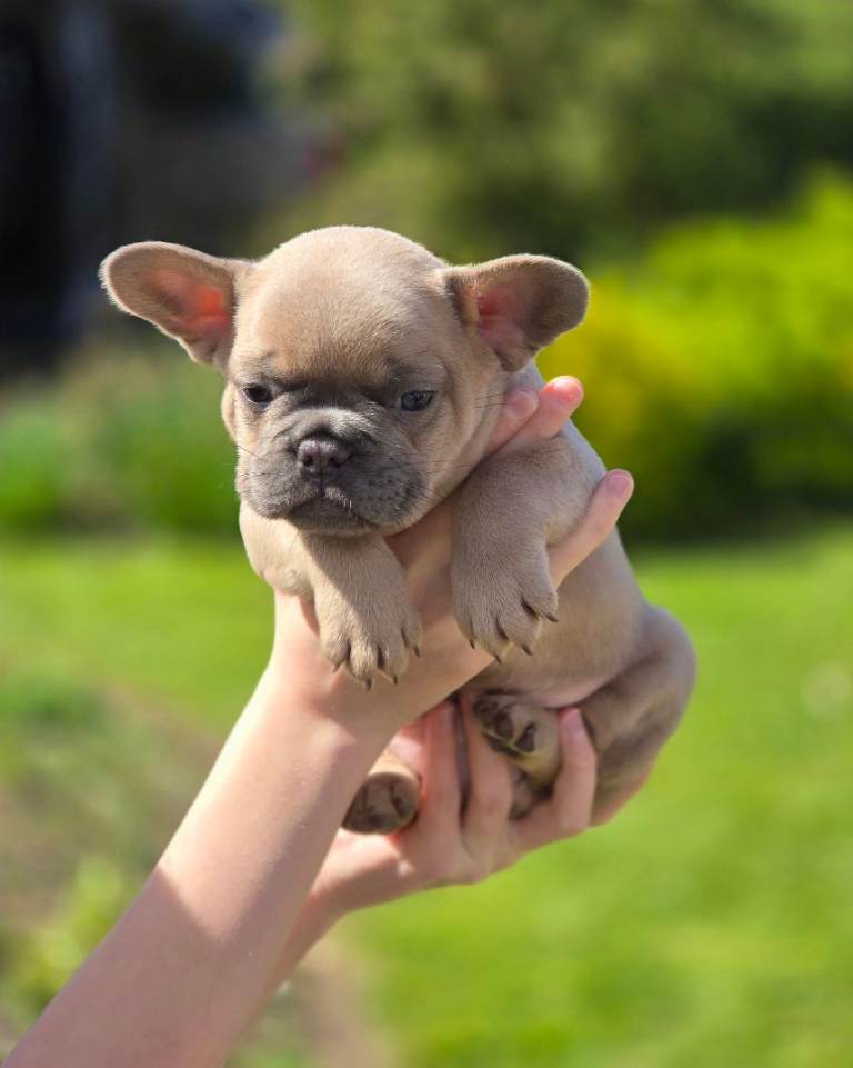 Gorgeous Fluffy French Bulldog Puppies