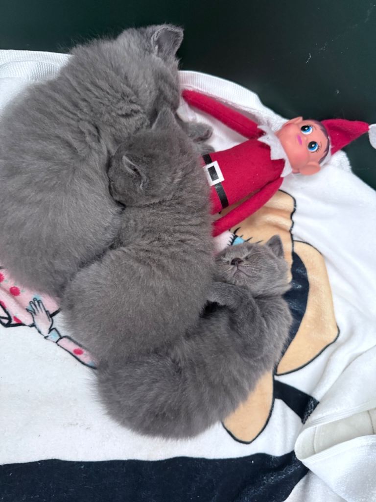 British Shorthair Kittens