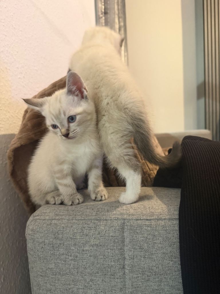 Kittens for home