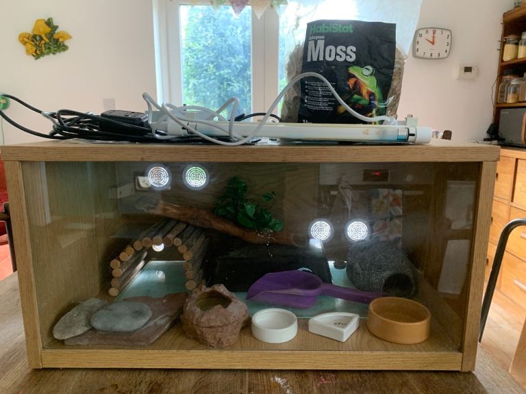 Gecko Reptile Vivarium full set up