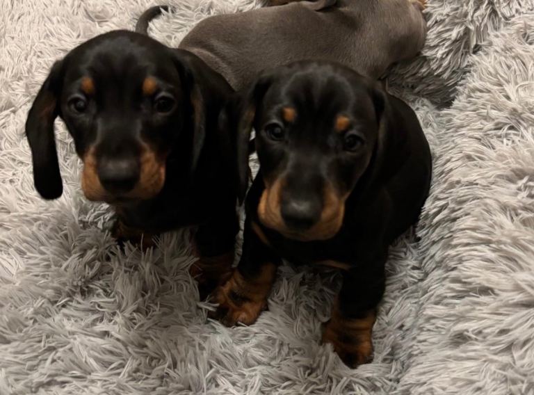 Dachshund puppies 