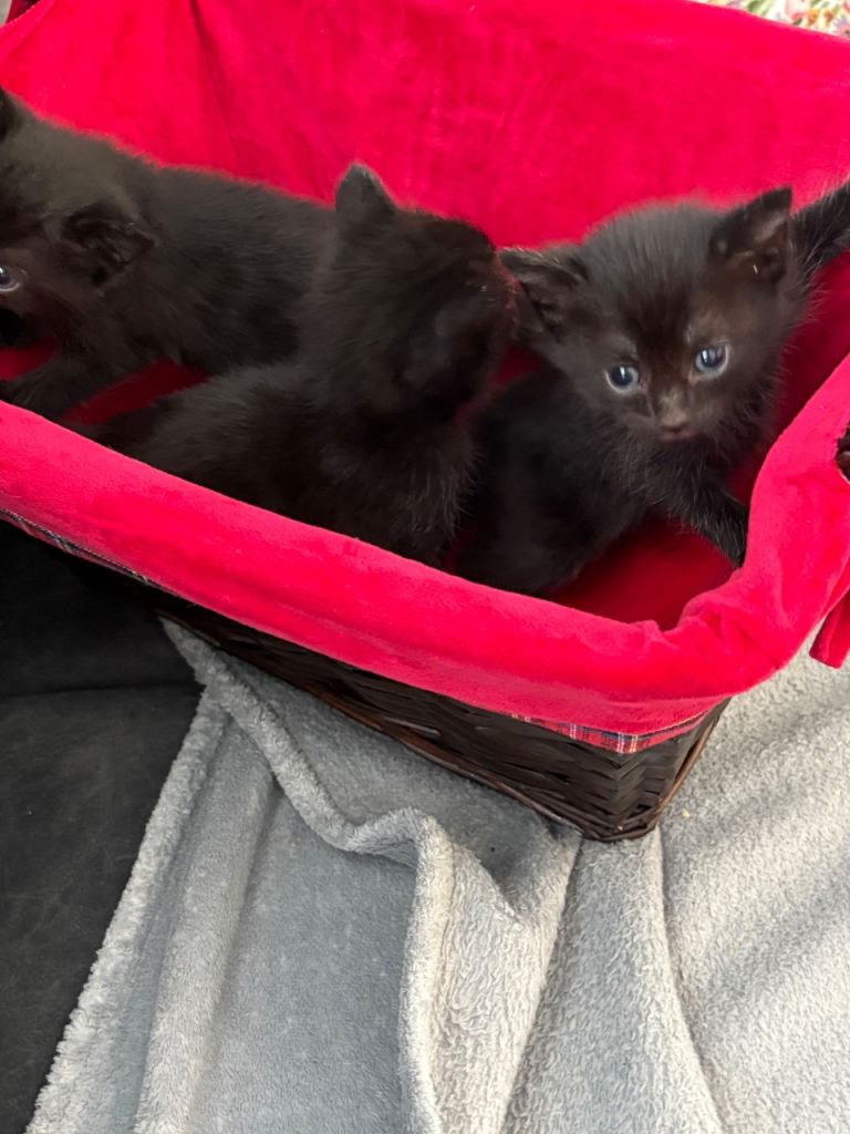Kittens 