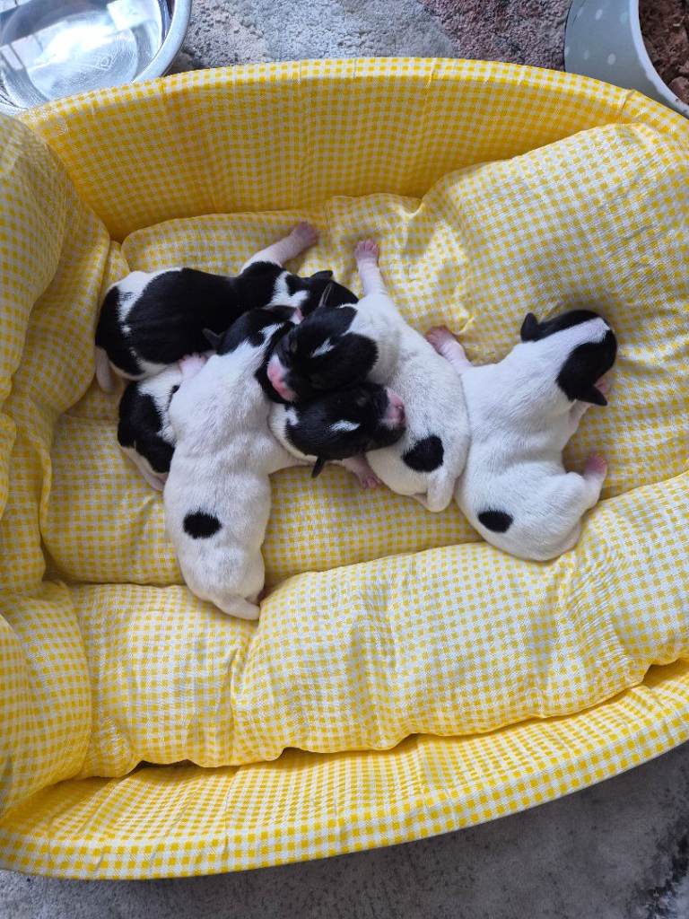 Jack russell puppies 