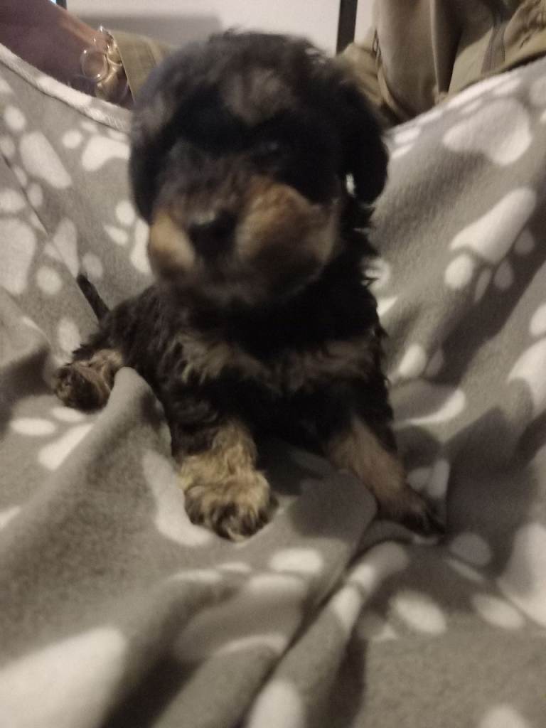 TOY SHNOODLES READY 21ST DEC