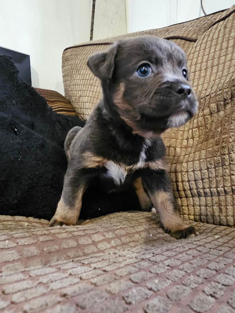 Staffy cross breed