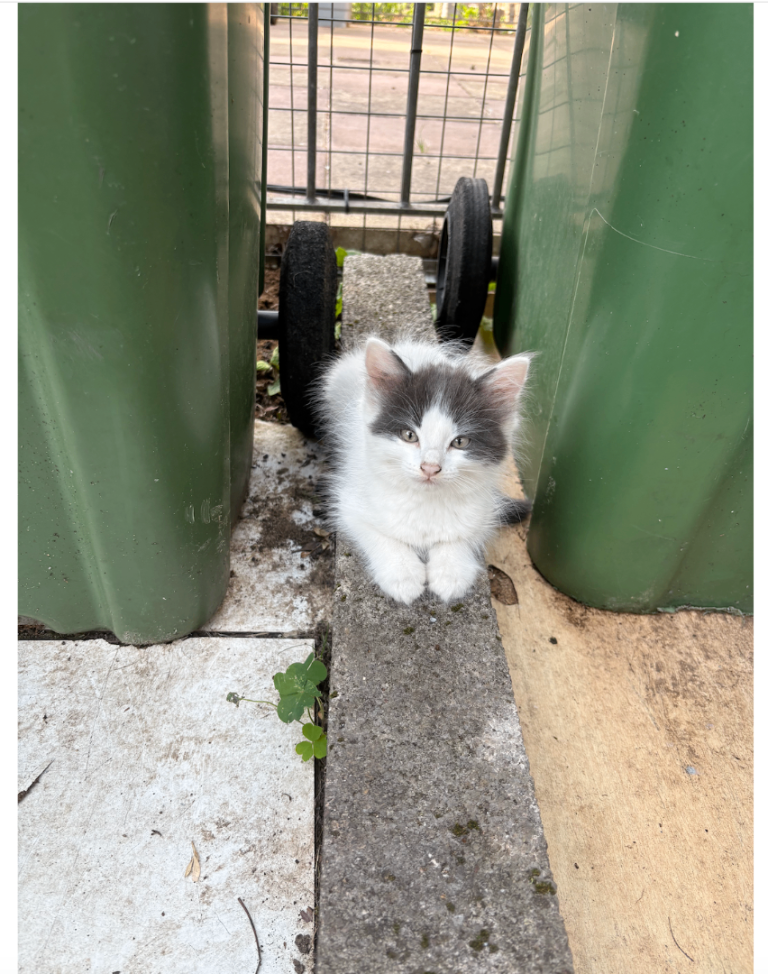 Adorable Kittens Looking for a Loving Home!