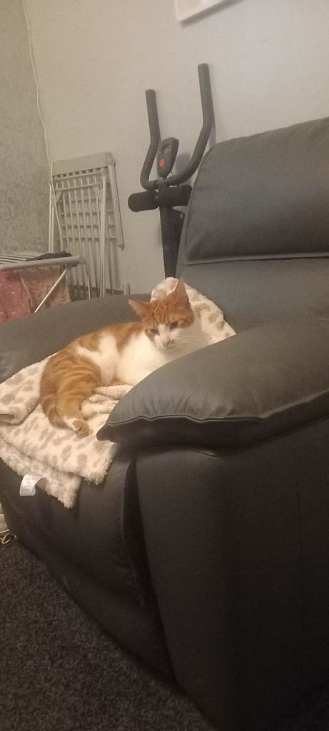  male cat needing new home