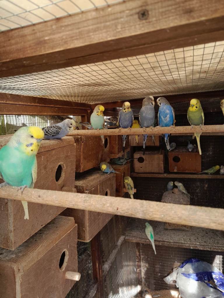 Young and adult budgies