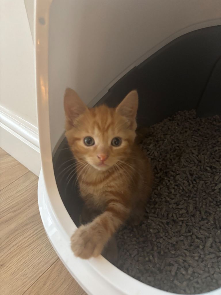 Kittens 