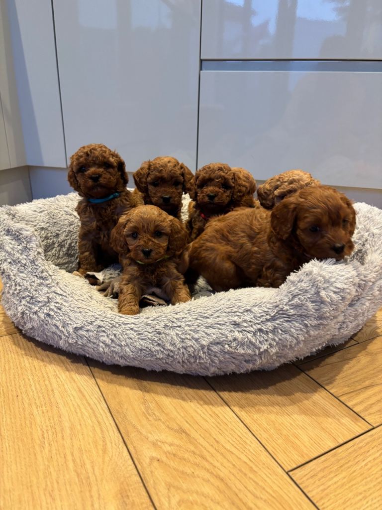 Fox Red Cavapoo Puppies