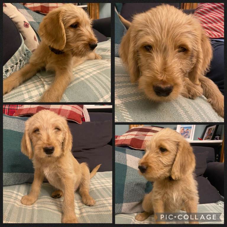 Standard size labradoodle puppy- one remaining boy 