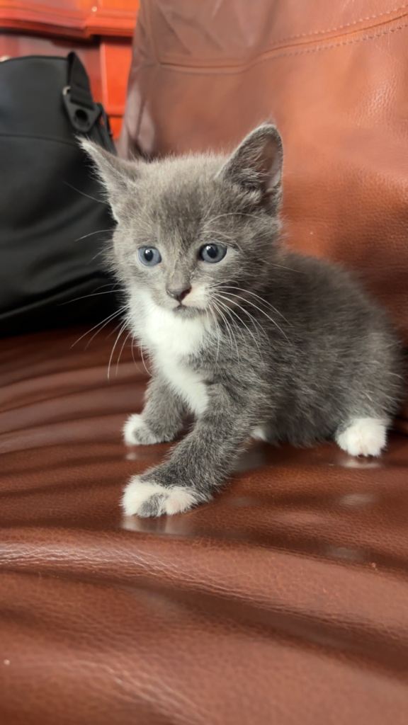 4 Kittens looking for a forever home ‼️