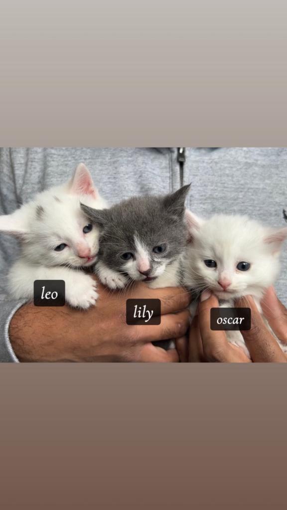 Beautiful kittens 