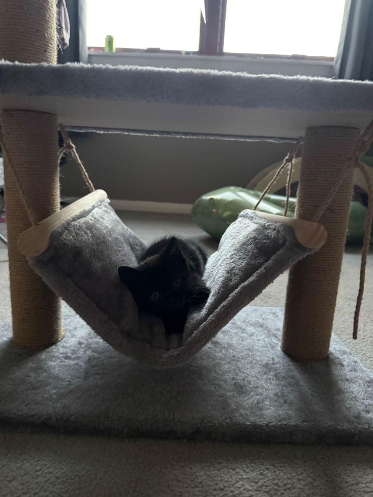7 week old kittens for sale 