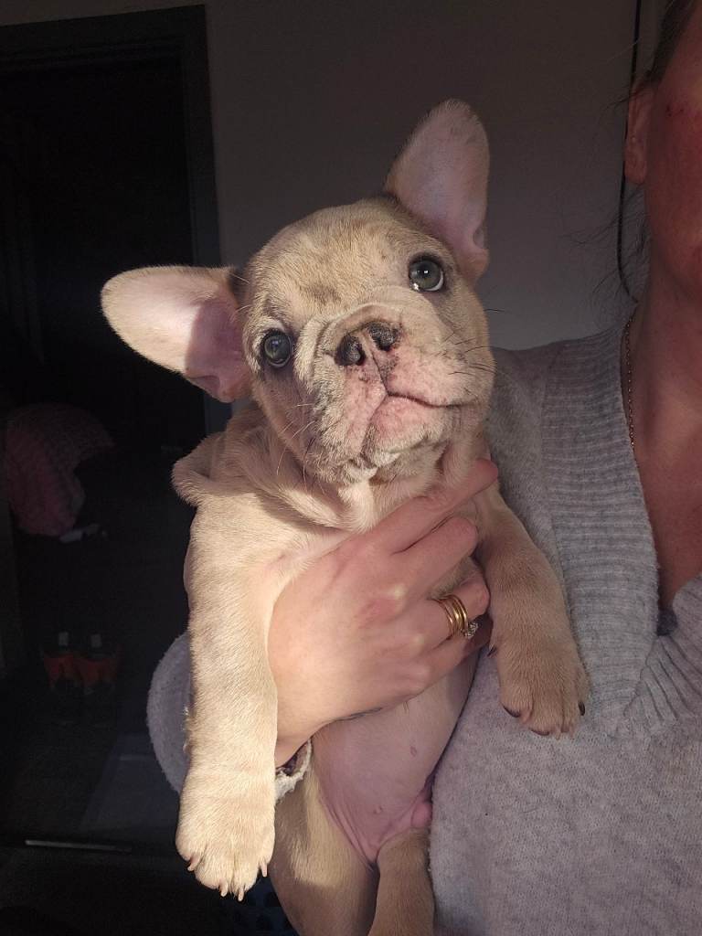 French bulldog pups ( ready now ) 