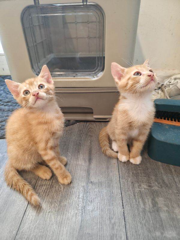 8 week old kittens