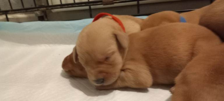 LABRADOR PUPPIES-TRUE FOX RED-KC REGISTERED-HEALTH TESTED PARENTS