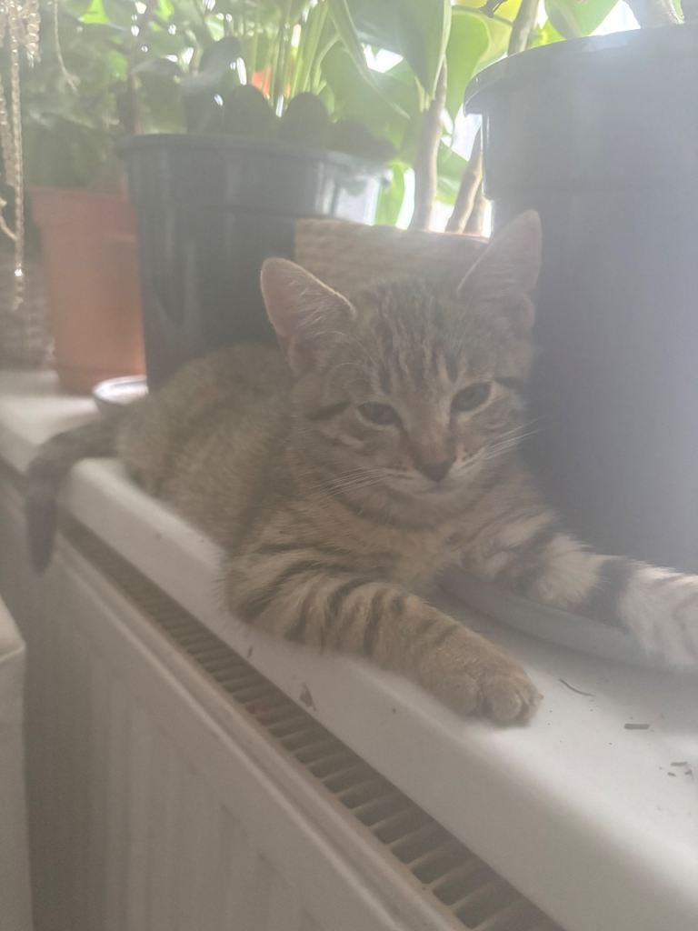 british shorthair cross tabby last kitten