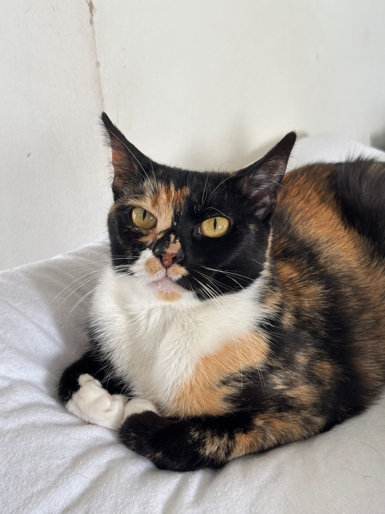 Female cat