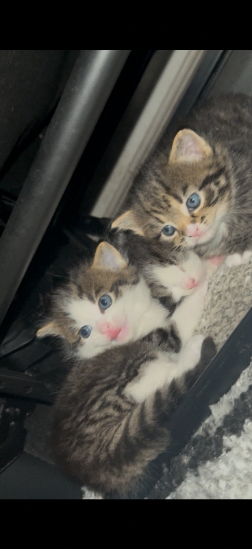 Ragdoll x bengal kittens with nice blue eyes 