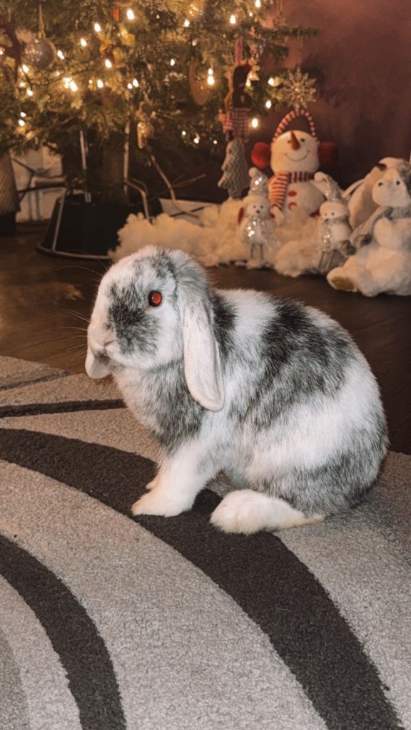 Beautiful mini lop girl 