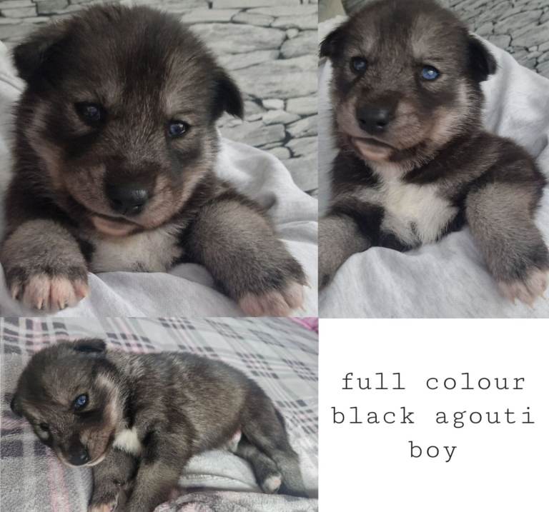 Beautiful full breed siberian husky puppies ❤️ 