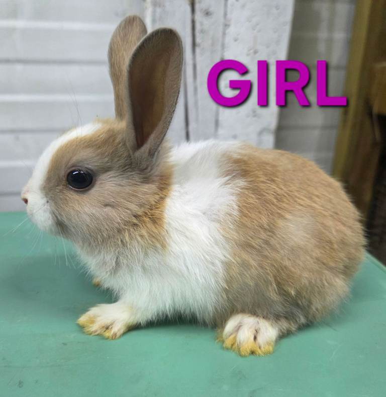 HAND REARED BABY RABBITS!!! VIEW ALL PICTURES!!