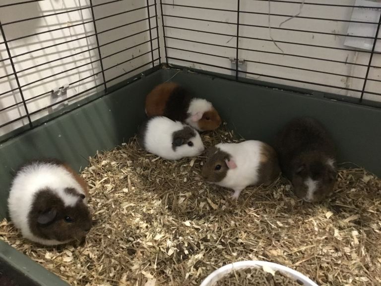 Selection of baby females and baby males