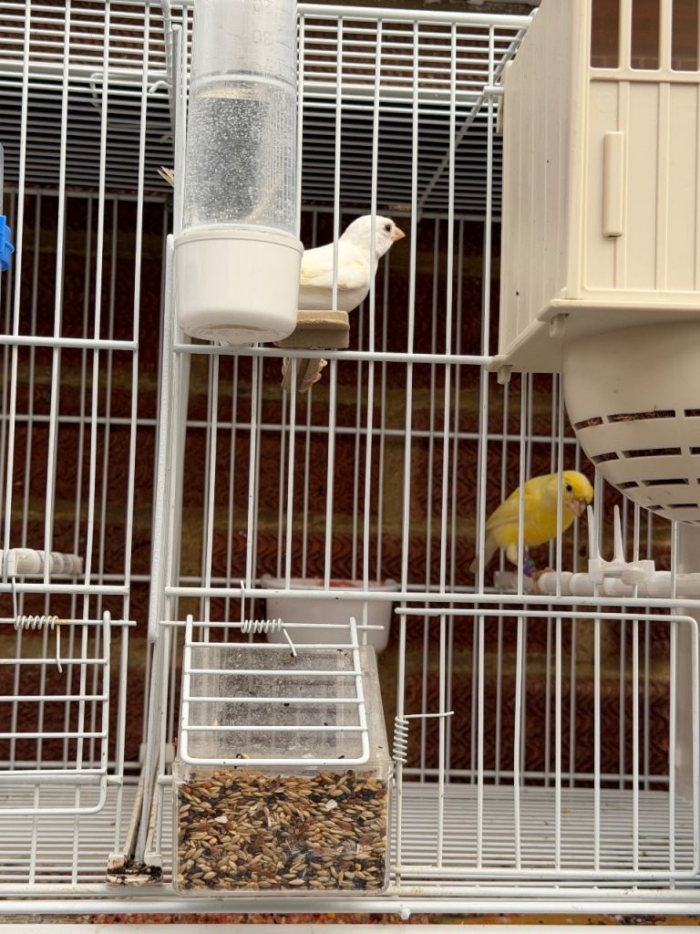 Canaries for sale 