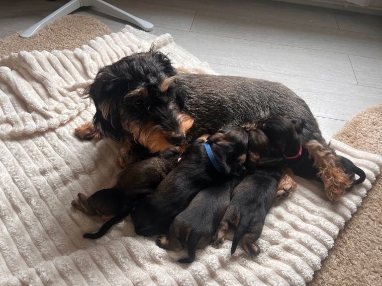 Wire haired Dachshund