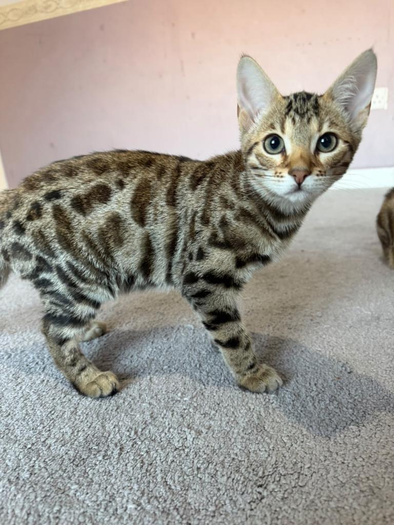 Mixed Bengal Kitten