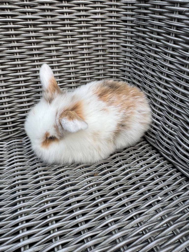 Mini lop x lion head 1 girl left